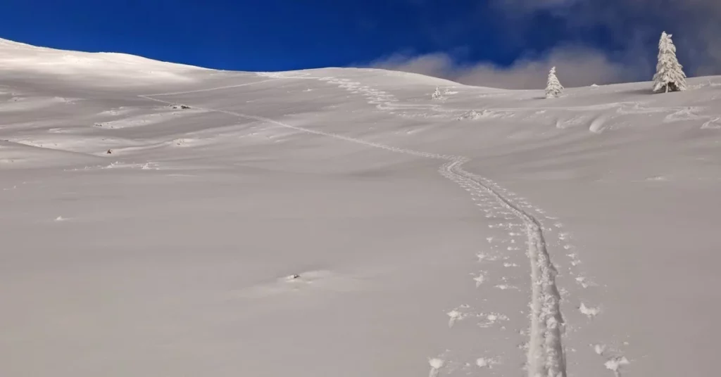 un pendent nevat amb traces d'esquí de fons