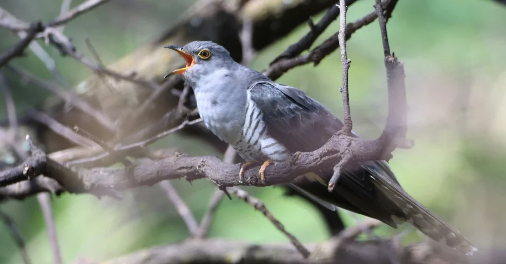 Common cuckoo from South africa