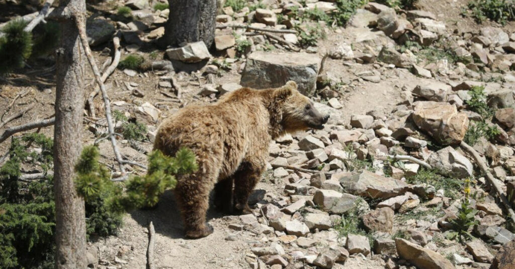 una ossa en un tancat a la Rabassa