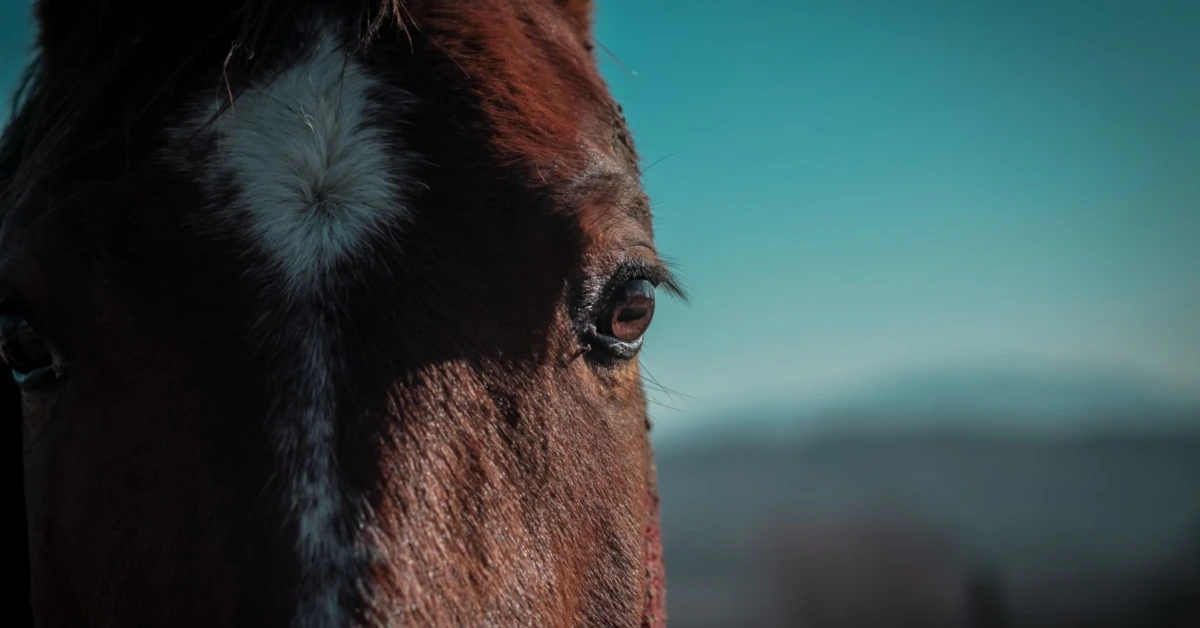 Llei contra el maltractament animal