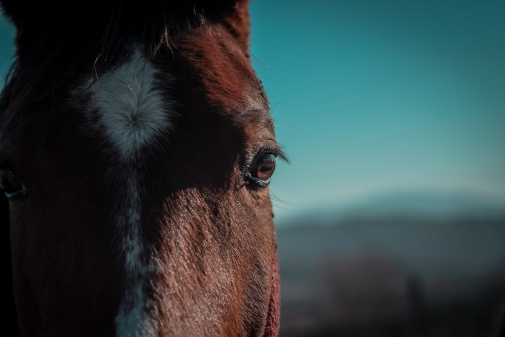 Photo by Valentin Salja on Unsplash