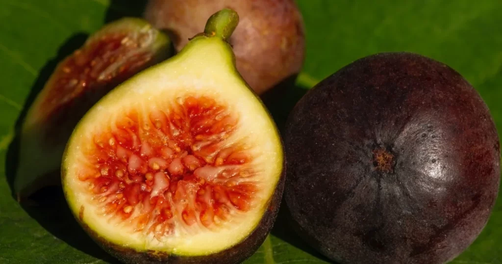 Close up of fresh ripe Tin fruits, Fig fruits, in shallow focus. The Scientific name of this fruits is Ficus carica, a species of flowering plant in the mulberry family, known as the common fig