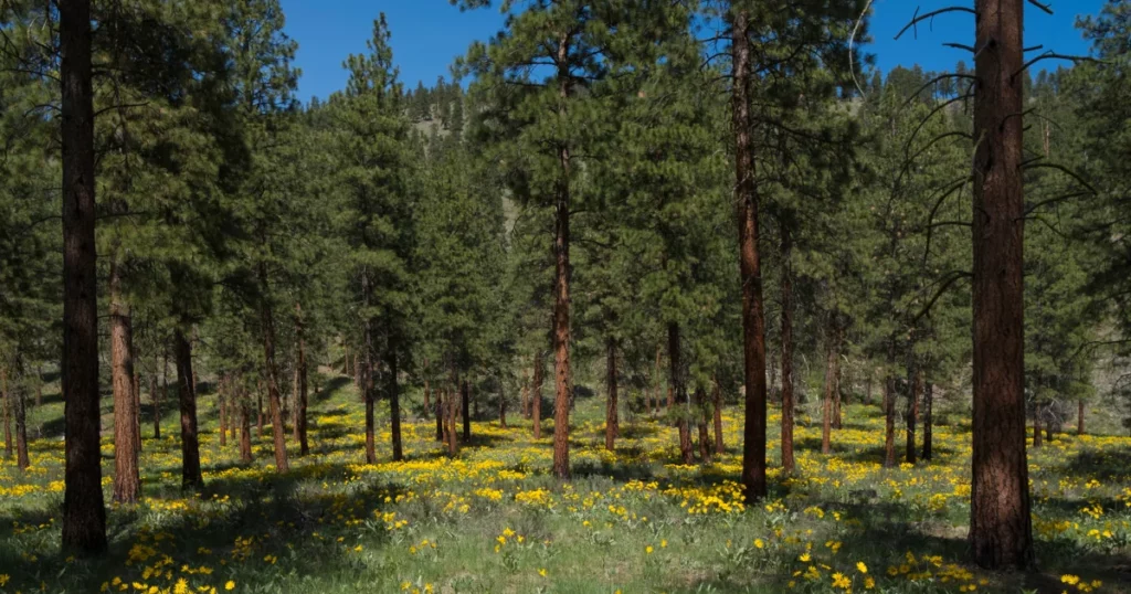Wildflowers and meadow grasses in Spring, thinned and burned Ponderosa pine forest