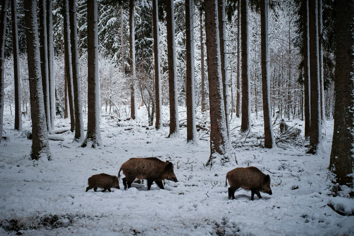 família de porc fers al bosc nevat