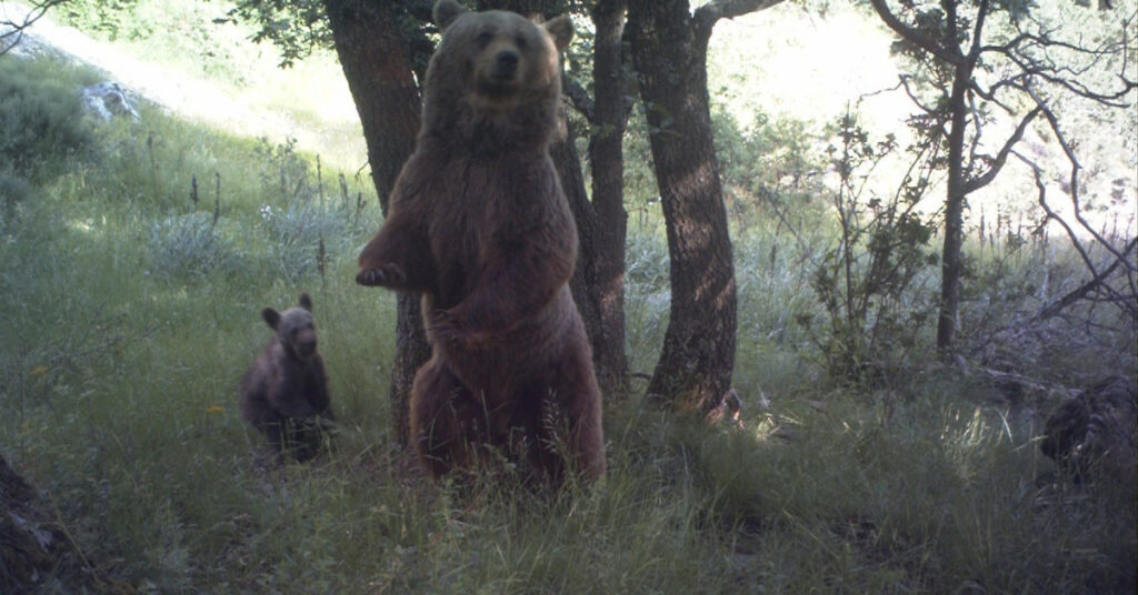 una ossa i el seu cadell al bosc